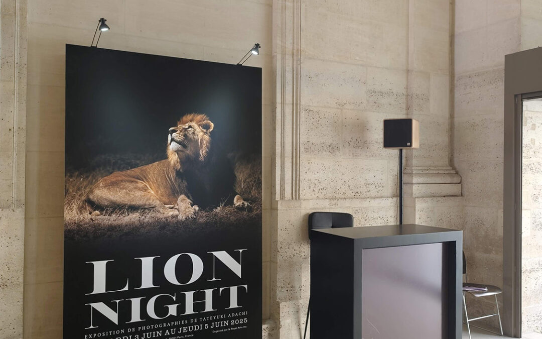 Lion Night
